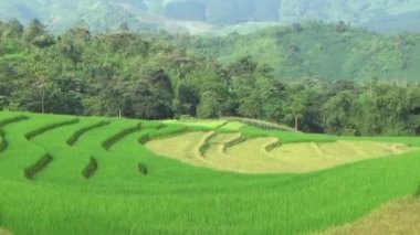 Dağlık Vietnam 'da olgun pirinç tarlaları