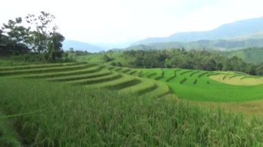 Dağlık Vietnam 'da olgun pirinç tarlaları