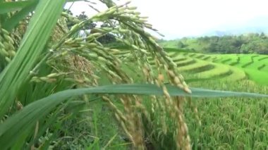 Dağlık Vietnam 'da olgun pirinç tarlaları
