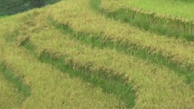 Dağlık Vietnam 'da olgun pirinç tarlaları