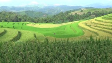 Dağlık Vietnam 'da olgun pirinç tarlaları