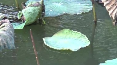 Göldeki genç balıklar