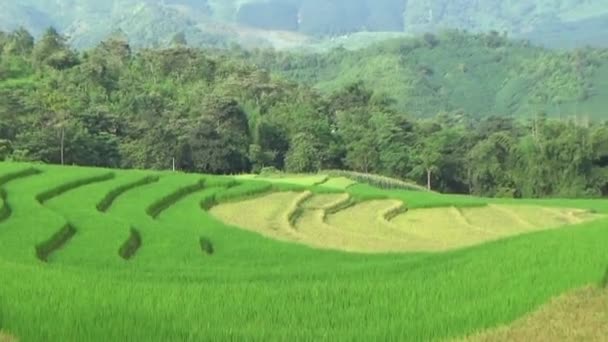 Ripe Rice Fields Mountainous Vietnam — Stock Video