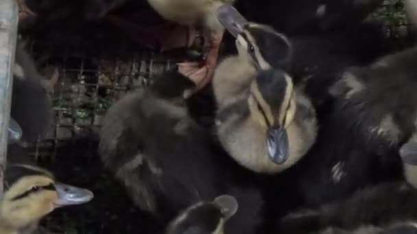 Flock Ducklings Cages — Stock Video
