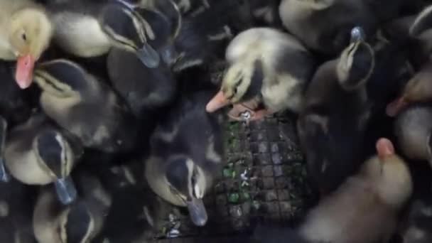 Flock Ankungar Burar — Stockvideo