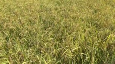 Pirinç tarlaları ve köyler