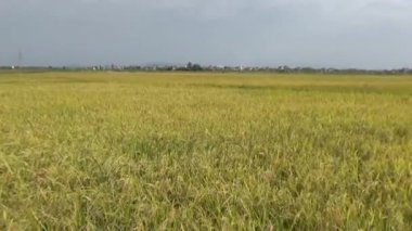 Pirinç tarlaları ve köyler