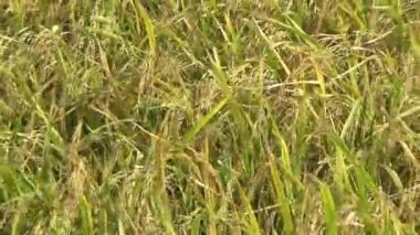 Pirinç tarlaları ve köyler