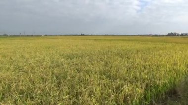 Pirinç tarlaları ve köyler