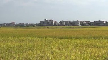 Pirinç tarlaları ve köyler