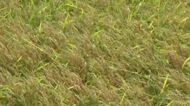 Pirinç tarlaları ve köyler