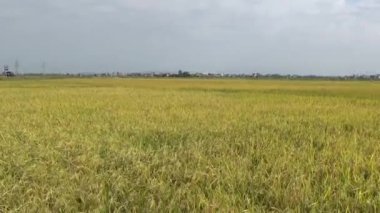 Pirinç tarlaları ve köyler