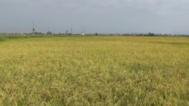 Pirinç tarlaları ve köyler