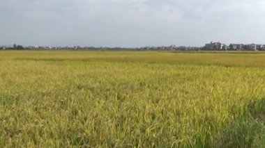 Pirinç tarlaları ve köyler