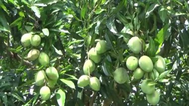 Ağaçta bir yığın mango meyvesi