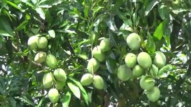 Ağaçta bir yığın mango meyvesi