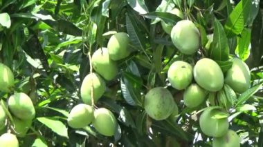 Ağaçta bir yığın mango meyvesi