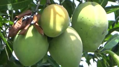 Ağaçta bir yığın mango meyvesi