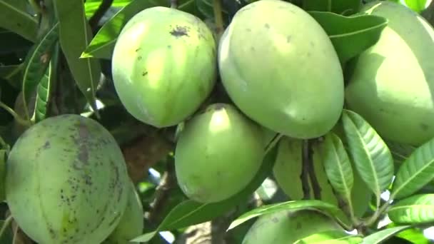木の上にマンゴーの実がたくさん — ストック動画