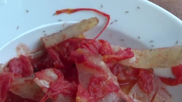 Pesce Calamaro Fritto Con Pomodori — Video Stock