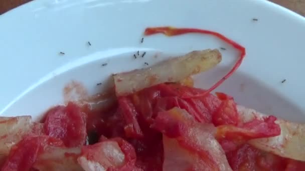 Pesce Calamaro Fritto Con Pomodori — Video Stock