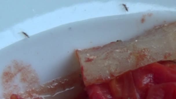 Gebakken Inktvis Met Tomaten — Stockvideo