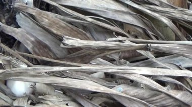 Bahçede tavuk yumurtası