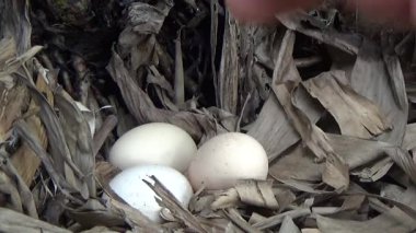 Bahçede tavuk yumurtası