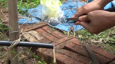 Çiftçi sebze bahçesi için su boruları kuruyor