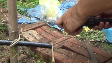 Çiftçi sebze bahçesi için su boruları kuruyor