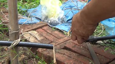 Çiftçi sebze bahçesi için su boruları kuruyor