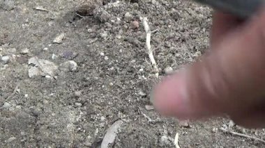 Çiftçi sebze bahçesi için su boruları kuruyor