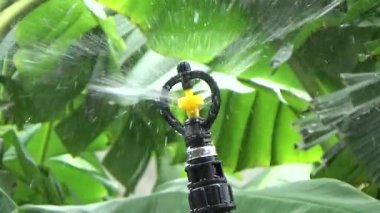 Çiftçi sebze bahçesi için su boruları kuruyor