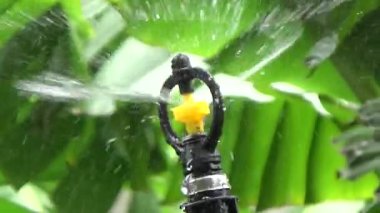 Çiftçi sebze bahçesi için su boruları kuruyor