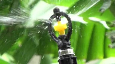 Çiftçi sebze bahçesi için su boruları kuruyor