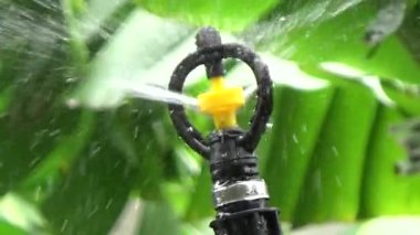 Çiftçi sebze bahçesi için su boruları kuruyor