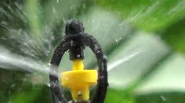 Çiftçi sebze bahçesi için su boruları kuruyor