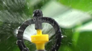 Çiftçi sebze bahçesi için su boruları kuruyor