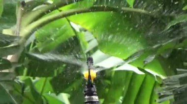 Çiftçi sebze bahçesi için su boruları kuruyor