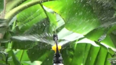 Çiftçi sebze bahçesi için su boruları kuruyor