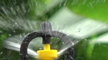 Çiftçi sebze bahçesi için su boruları kuruyor