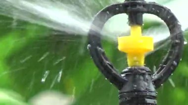 Çiftçi sebze bahçesi için su boruları kuruyor