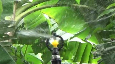 Çiftçi sebze bahçesi için su boruları kuruyor