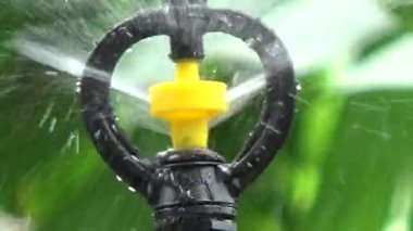 Çiftçi sebze bahçesi için su boruları kuruyor