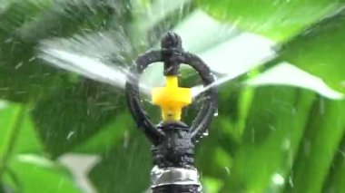 Çiftçi sebze bahçesi için su boruları kuruyor