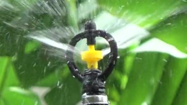 Çiftçi sebze bahçesi için su boruları kuruyor