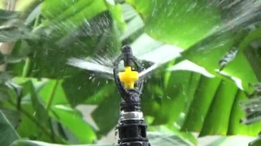 Çiftçi sebze bahçesi için su boruları kuruyor