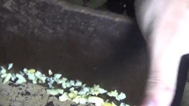 Şef balık sosuyla sarımsağı karıştırıyor.