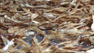 Nehirde balık tutan adam