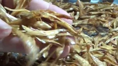 Nehirde balık tutan adam